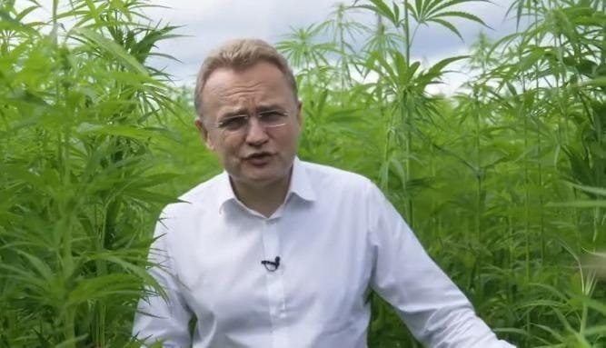 «Я знаю, що багато українських політиків вживають». Мер Львова зняв відео на конопляному полі